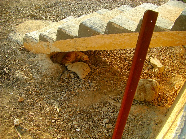 ヨルダン側で建設中の教会ですやすやと眠る猫：ヨルダン・シリア写真画像集