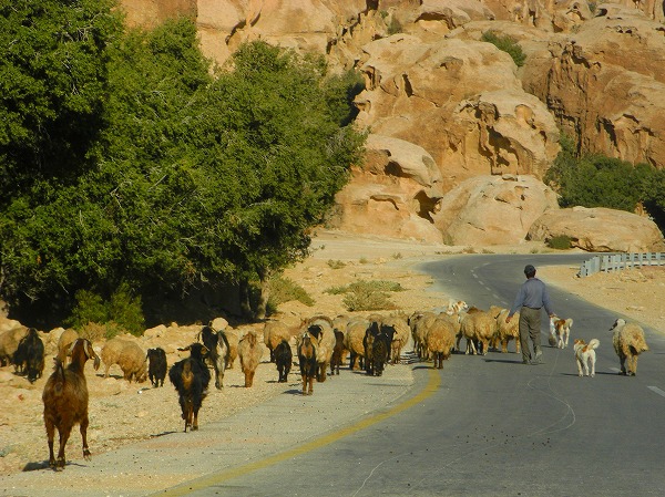 ペトラ近く・山羊の放牧に出かけるベドウィン：ヨルダン・シリア写真画像集