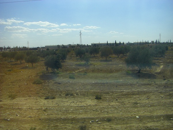 ダマスカスからパルミラへ向かう道・広がるオリーブ畑：ヨルダン・シリア写真画像集