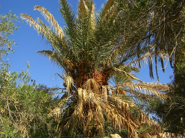 パルミラ名物、ナツメヤシの木（Datte:仏）：ヨルダン・シリア写真画像集