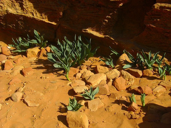 健気に生きる砂漠の植物